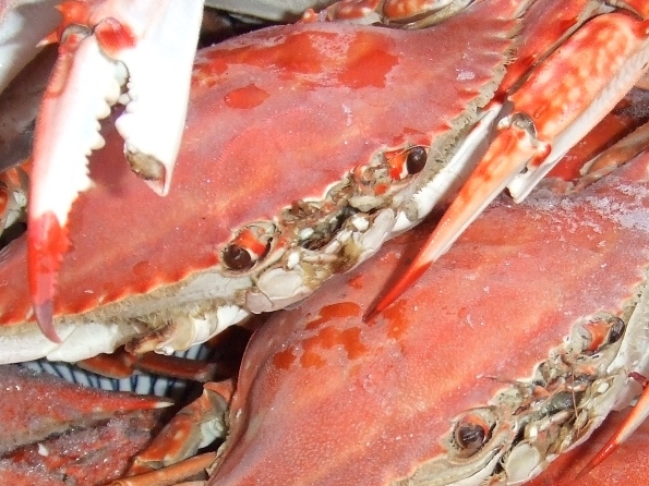 豊前海産渡り蟹（メス）塩茹で　超特大×1匹