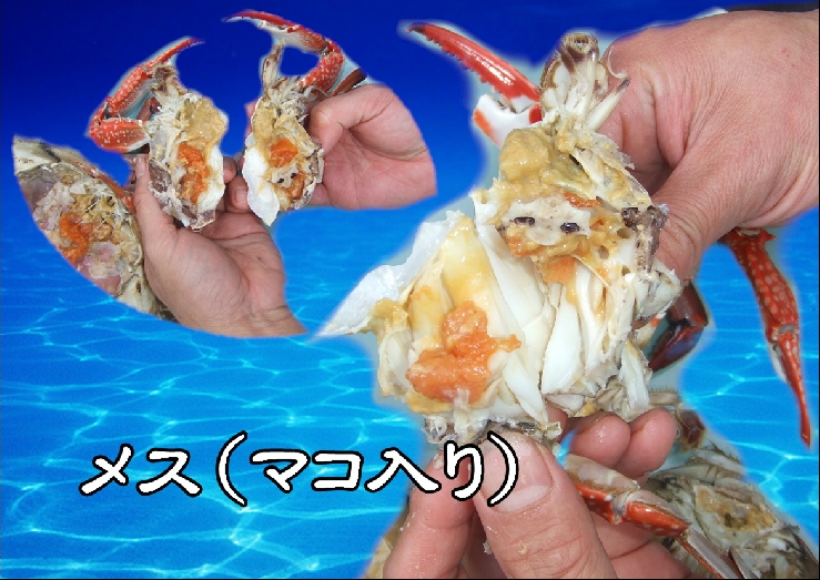 豊前海産渡り蟹（メス）塩茹で　中×3匹