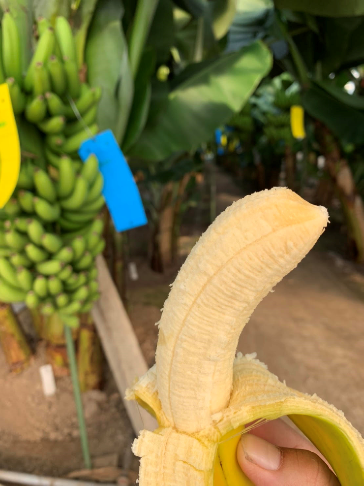 皮まで食べれる！無農薬栽培の国産バナナ