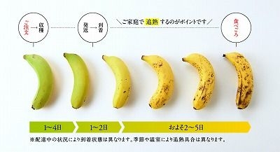 確認用バナナ (ひかりファーム様) - 野菜